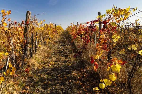 Autumn Vineyard Eger Northern Hungary — Stock Photo, Image