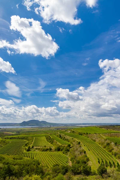 Viñedos Cerca Del Embalse Nove Mlyny Con Palava Sur Moravia —  Fotos de Stock