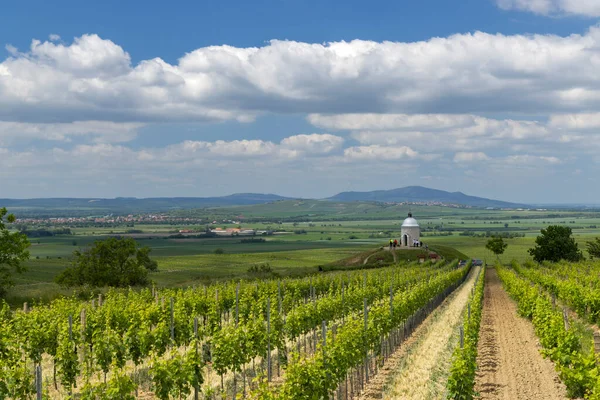 Vineyard Dekat Velke Bilovice Moravia Selatan Republik Ceko — Stok Foto