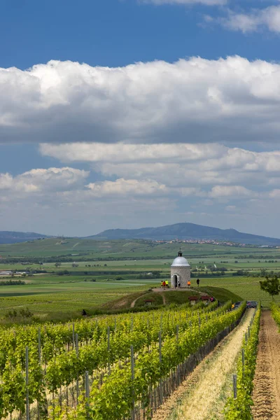 Vineyard Dekat Velke Bilovice Moravia Selatan Republik Ceko — Stok Foto