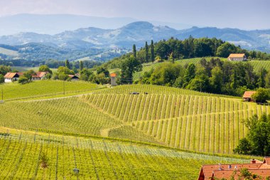 Styria 'daki Avusturya Slovenya sınırında üzüm bağı