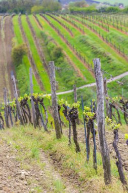 Bahar mevsiminde üzüm bağı, Güney Moravya, Çek Cumhuriyeti