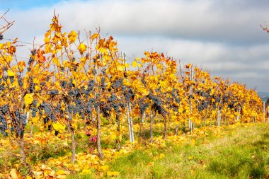 Mavi üzümler Zweigeltrebe, Aşağı Avusturya, Avusturya
