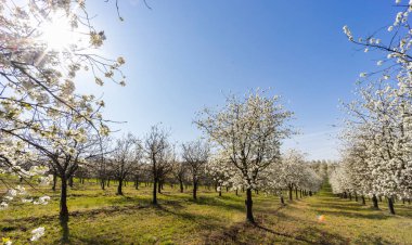 Cejkovice, Güney Moravya, Çek Cumhuriyeti yakınlarında çiçek açan kiraz bahçesi
