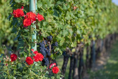 Güney Moravya 'da olgunlaşan üzümler, Çek Cumhuriyeti