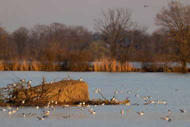 Siyah başlı martı, Jaroslavice göleti, Znojmo bölgesi, Güney Moravya, Çek Cumhuriyeti