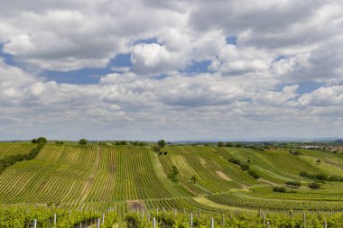 Cejkovice, Güney Moravya, Çek Cumhuriyeti yakınlarındaki Bahar bağları