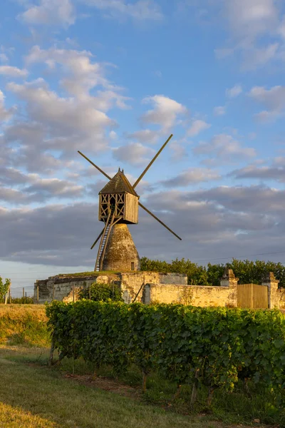Montsoreau Yakınlarındaki Tranchee Vineyard Yel Değirmeni Pays Loire Fransa — Stok fotoğraf