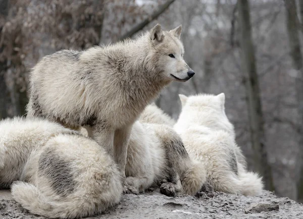 冬の狼 Zoo Brno — ストック写真