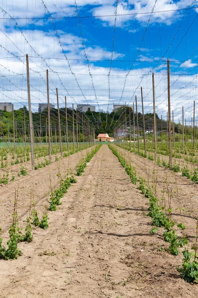 Hop Field Ранній Весняний Час Поблизу Затка Чеська Республіка — стокове фото