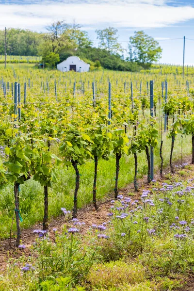 Espacement Floral Dans Vignoble Biologique Moravie République Tchèque — Photo