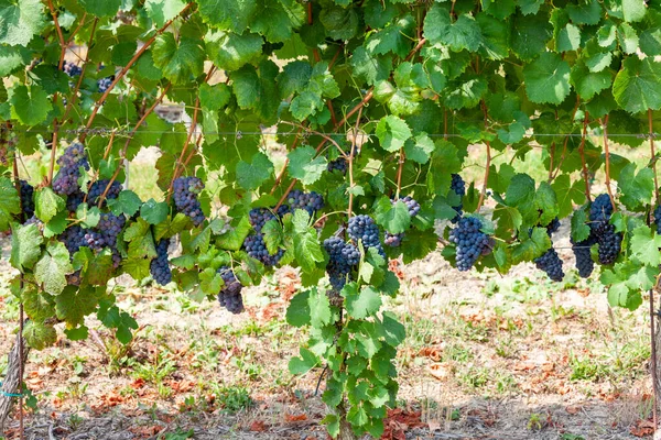 Winnice Regionie Winiarskim Languedoc Roussillon Roussillon Francja — Zdjęcie stockowe