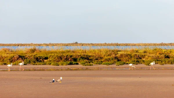 Εθνικό Πάρκο Camargue Provence Γαλλία — Φωτογραφία Αρχείου