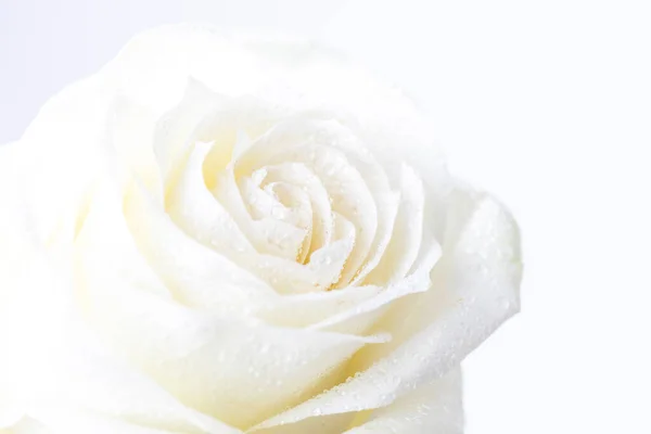 Bílou Růži Bílém Pozadí — Stock fotografie