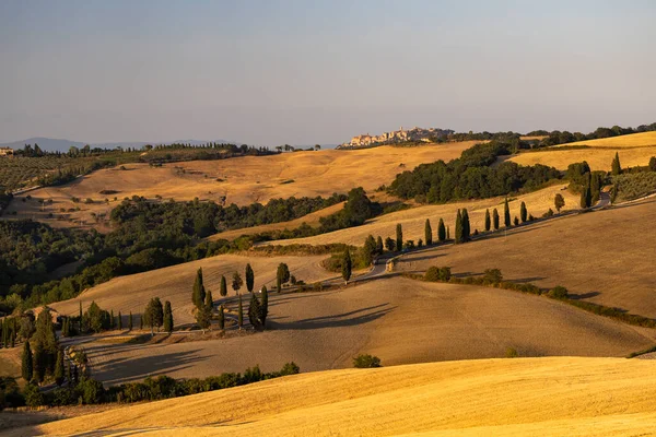 Cipressi Monticchielo Τυπικό Τοπίο Της Τοσκάνης Κοντά Στο Montepulciano Ιταλία — Φωτογραφία Αρχείου