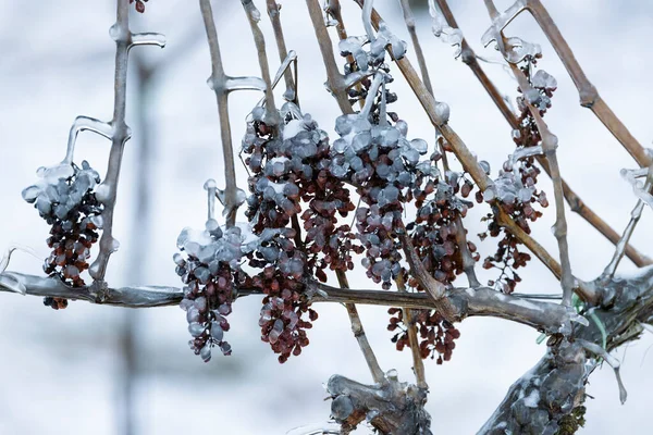 Trauben Für Die Herstellung Von Eiswein Südmähren Tschechische Republik — Stockfoto