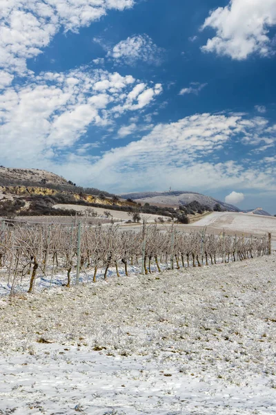 Vignoble Hiver Près Mikulov Région Palava Moravie Sud République Tchèque — Photo