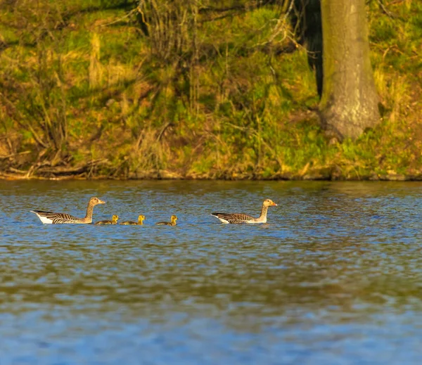 Great Goose Anser Anser Southern Bohemia República Checa — Fotografia de Stock