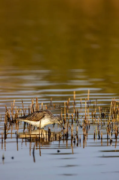 Grünschenkel Tringa Nebularia Dehtarteich Südböhmen Tschechien — Stockfoto