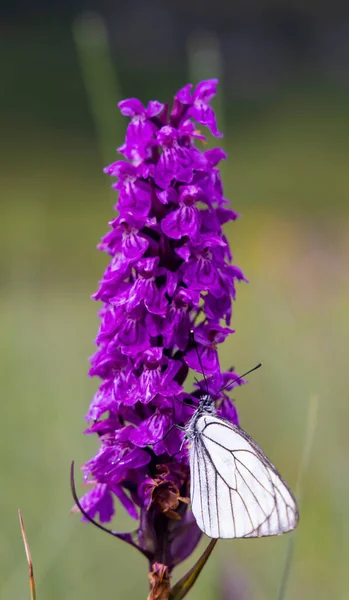 Black Veined White Butterfly Aporia Crataegi Heath Spotted Orchid Moorland — Stock Photo, Image