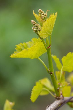 Bahar bağında sarmaşık çiçekleri, Güney Moravya, Çek Cumhuriyeti