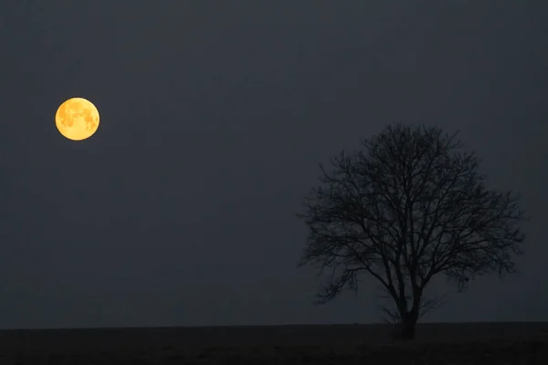 Dolunaylı Yalnız Ağaçlı Bir Manzara — Stok fotoğraf
