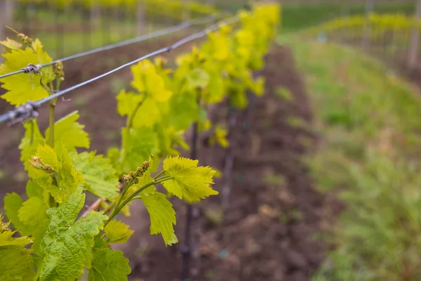 Виноградник Цветы Винограднике Весной Южная Моравия Чехия — стоковое фото