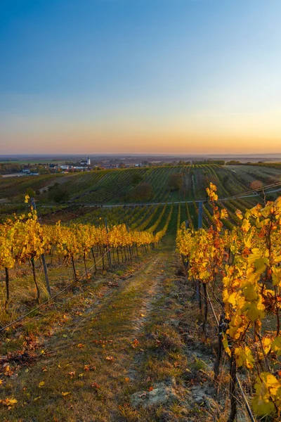 Autumnal Vineyard Unterretzbach Village Lower Austria Aus — Stock Photo, Image