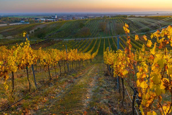 Осенний Виноградник Деревней Унтеррецбах Нижняя Австрия Австрия — стоковое фото