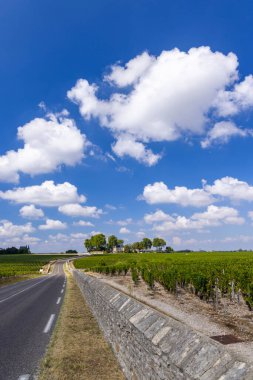 Chateau LaTour, Bordeaux, Aquitaine, Fransa yakınlarındaki tipik üzüm bağları