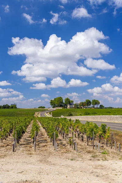 Typical Vineyards Chateau Latour Bordeaux Aquitaine France — Φωτογραφία Αρχείου