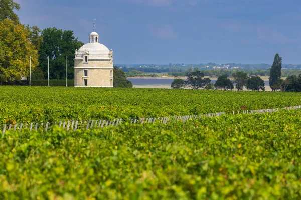 Типові Виноградники Біля Шато Латур Бордо Аквітанія Франція — стокове фото