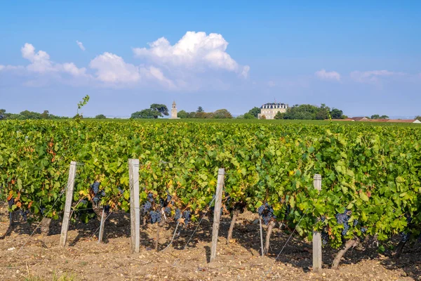 Vigneti Tipici Vicino Chateau Tour Bordeaux Aquitania Francia — Foto Stock