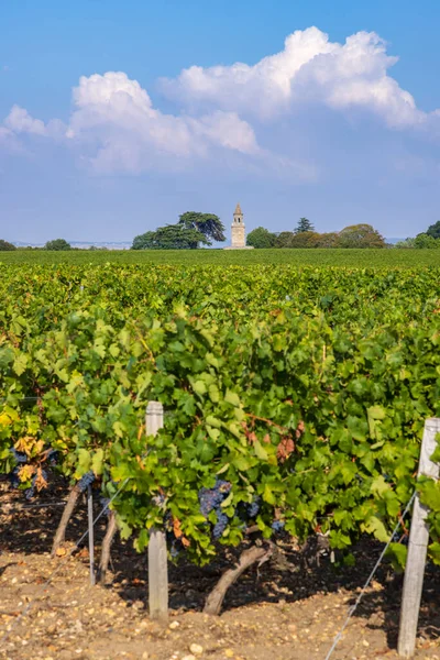 Typische Wijngaarden Bij Chateau Tour Bordeaux Aquitaine Frankrijk — Stockfoto