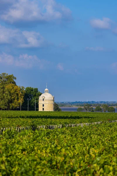 Chateau Latour Bordeaux Aquitaine Fransa Yakınlarındaki Tipik Üzüm Bağları — Stok fotoğraf