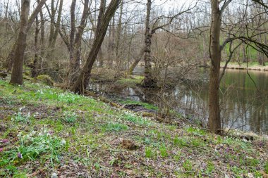 İlkbahar çiçekleri Dyje nehri, Znojmo bölgesi, Çek Cumhuriyeti