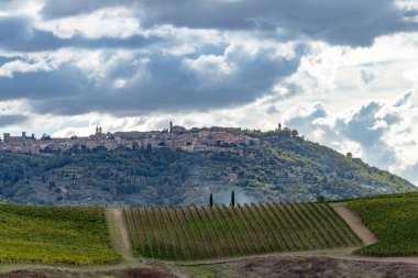 Montalcino, Toskana, İtalya yakınlarındaki üzüm bağlarıyla tipik Toskana manzarası
