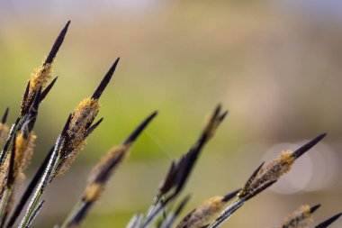 Orobinetik çiçekleri kapat