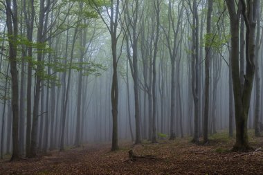 Beyaz Karpatlar 'daki Bahar Kayın Ormanı, Güney Moravya, Çek Cumhuriyeti
