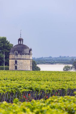Chateau LaTour, Bordeaux, Aquitaine, Fransa yakınlarındaki tipik üzüm bağları