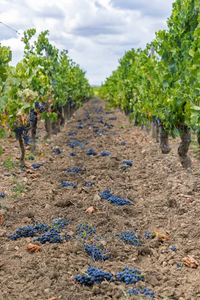 ボルドーで最高品質のワインを生産するための熟成ブドウの減少 フランス — ストック写真