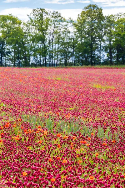 Campo Pieno Trifogli Rossi — Foto Stock