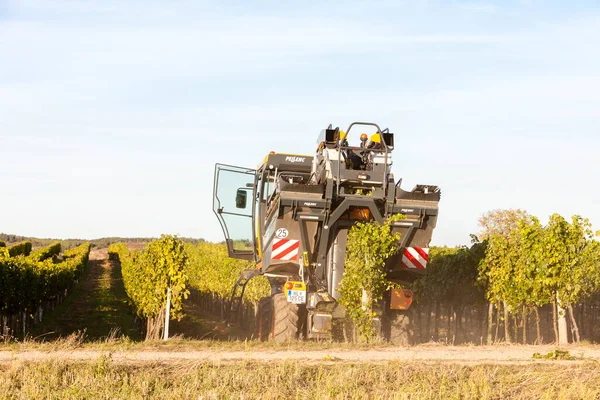 Wine Harvest Lower Austria — Stock Photo, Image
