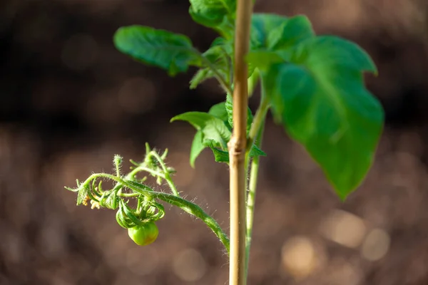Detail Green Unripe Tomatoes — Stock Photo, Image
