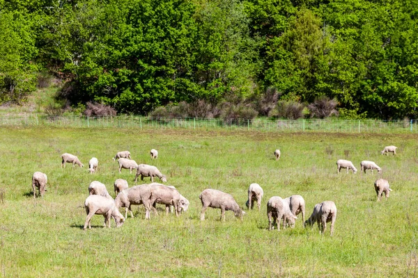 群羊在草原上 — 图库照片