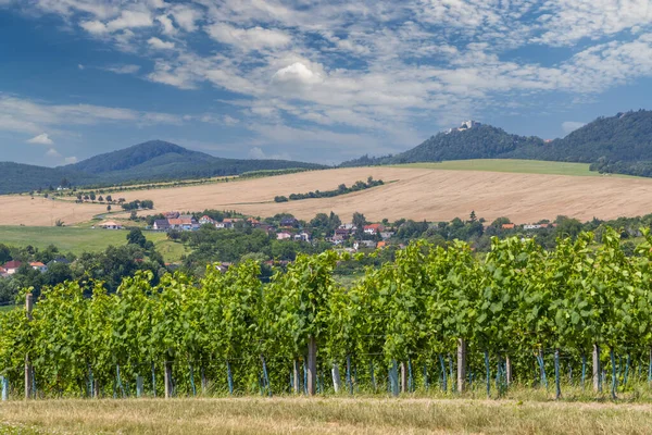 Landskap Med Vingårdar Och Buchlov Slott Slovakien Södra Mähren Tjeckien — Stockfoto