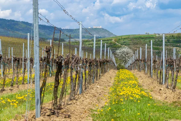 Spring Vineyards Palava Milovice Southern Moravia Czech Republic — стоковое фото