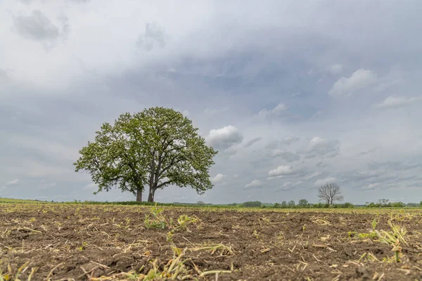 Árvore Paisagem Primavera República Checa — Fotografia de Stock