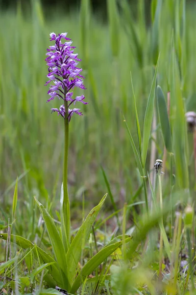 Дикая Орхидея Белых Карпатах Чехия — стоковое фото