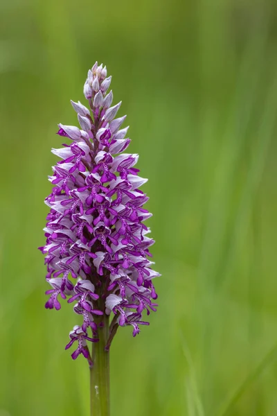 Dzika Orchidea Górach Karpackich Czechy — Zdjęcie stockowe